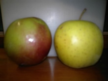 Plum and apple_20121005